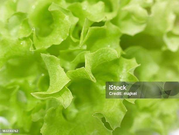 Lechuga Primer Plano Foto de stock y más banco de imágenes de Cerca de - Cerca de, Cerrado, Lechuga