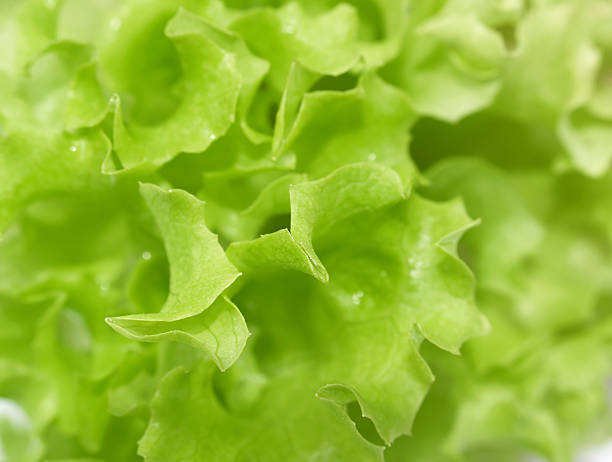 salade gros plan - vegetable green close up agriculture photos et images de collection