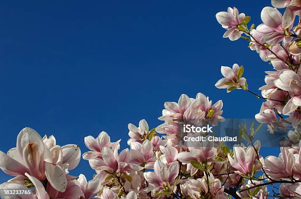 Albero Di Magnolia - Fotografie stock e altre immagini di Albero - Albero, Bellezza naturale, Bianco