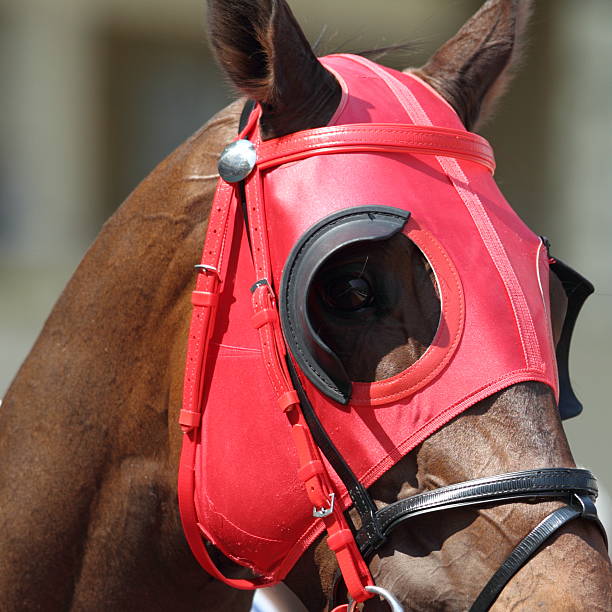 istock Horse head with Red Blinders 183233831