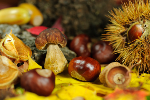 chestnuts, acorns, mushrooms, bark and autumn leaves 