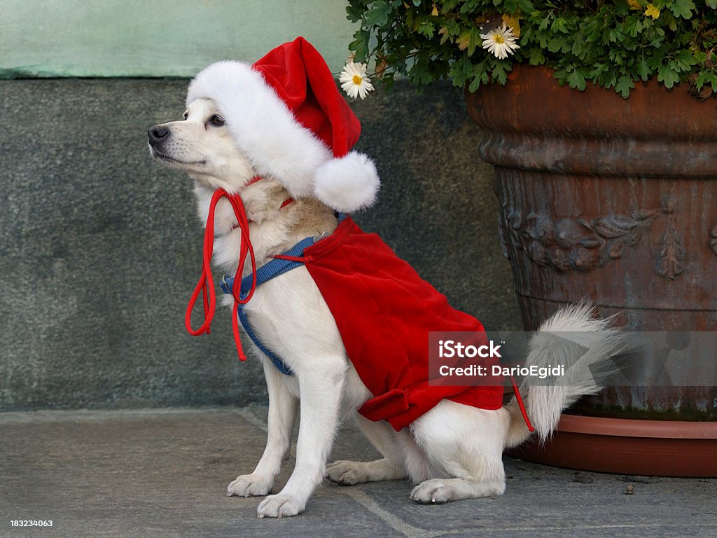 Animali cane Natale bastard - Foto stock royalty-free di Abbigliamento