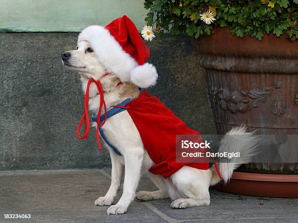 Animali Cane Natale Bastard - Fotografie stock e altre immagini di Abbigliamento - Abbigliamento, Animale, Babbo Natale