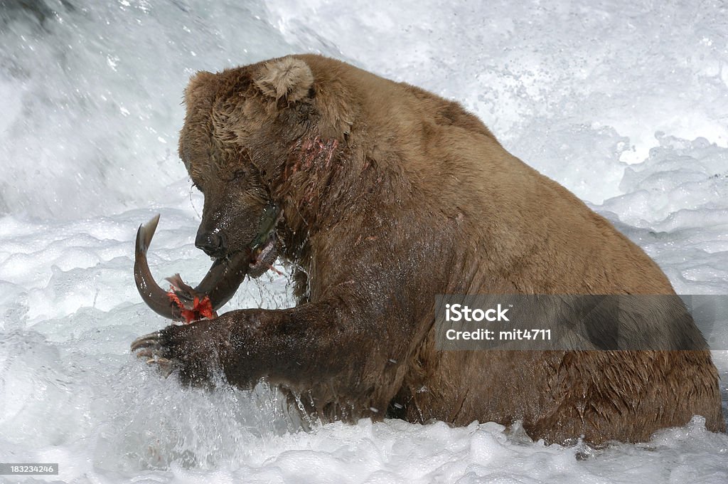 Orso cattura salmone Alaska - Foto stock royalty-free di Acqua