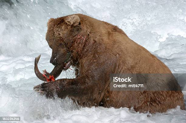 Orso Cattura Salmone Alaska - Fotografie stock e altre immagini di Acqua - Acqua, Afferrare, Alaska - Stato USA