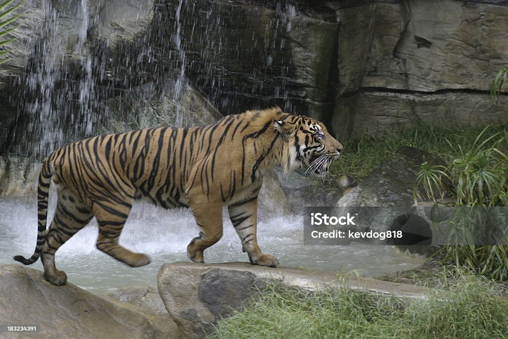 tigre - Foto stock royalty-free di Animale