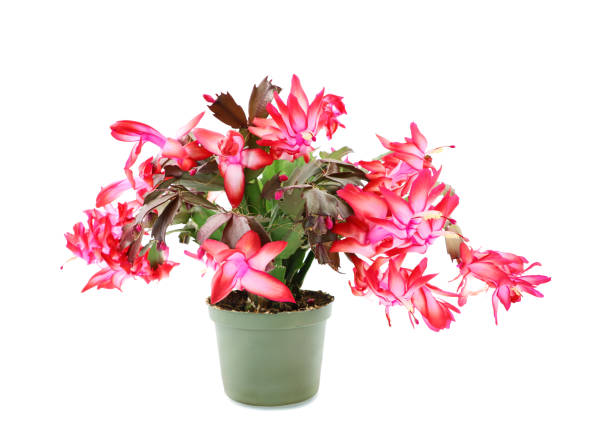 istock Christmas cactus in a flowerpot against a white background 1832344153