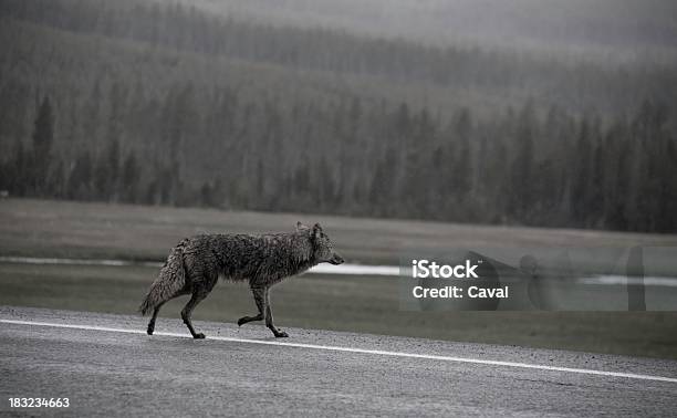 Wolf In The Rain Stock Photo - Download Image Now - Wolf, Road, Underweight
