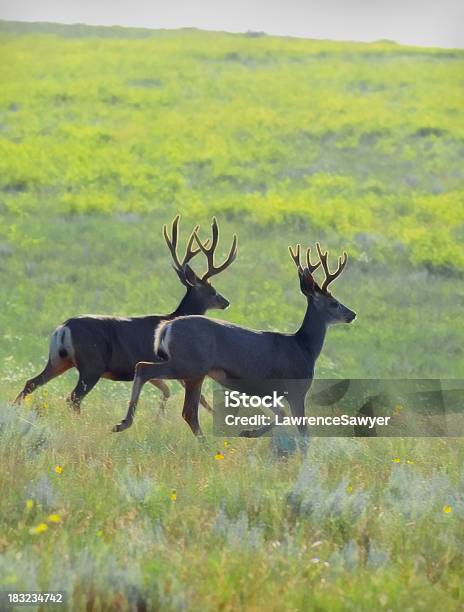 Zwei Bucks Running Stockfoto und mehr Bilder von Fliegen - Fliegen, Hirsch, Angst