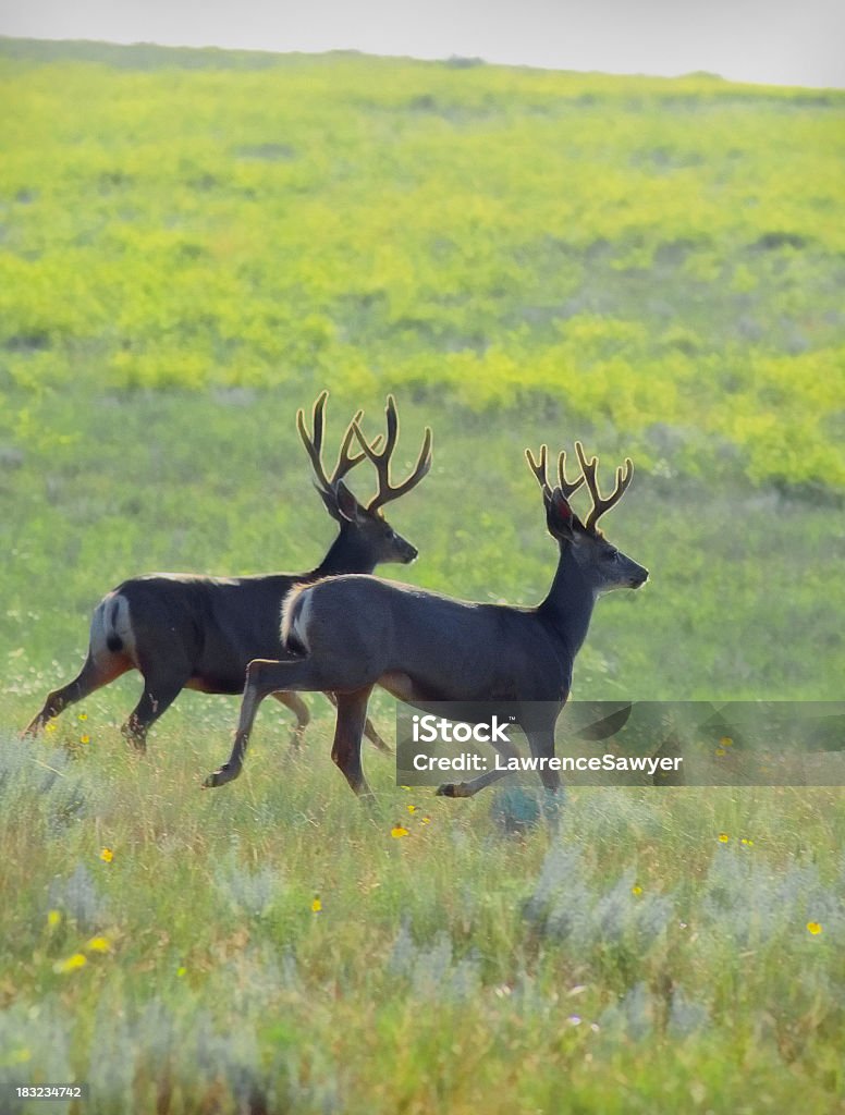 Dois Bucks corrida - Foto de stock de Veado royalty-free