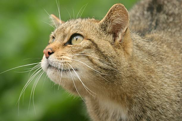 wilde katze nachschlagen - hurricane felix stock-fotos und bilder