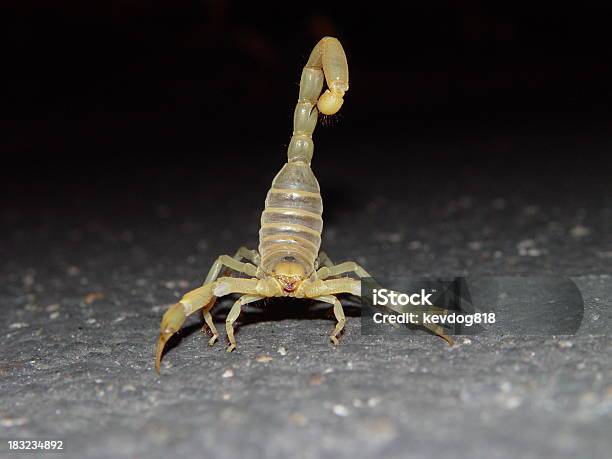 Foto de Você Quer Andar De Comigo e mais fotos de stock de Animal - Animal, Aracnídeo, Cabeludo