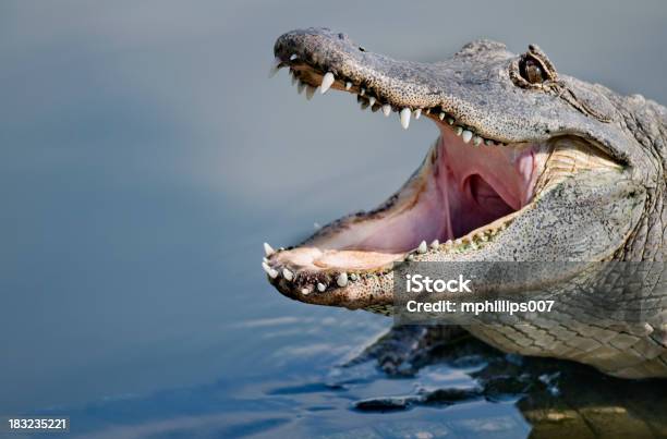 Alligatore - Fotografie stock e altre immagini di Alligatore - Alligatore, Florida - Stati Uniti, Animale selvatico