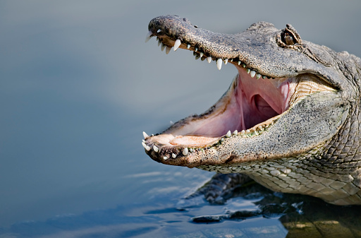 Florida alligator with open mouth and teeth.  Please see my portfolio for other alligator and animal related images.