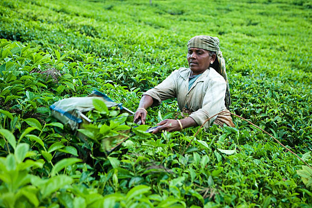 istock Woman harvesting tea leaves 183235408