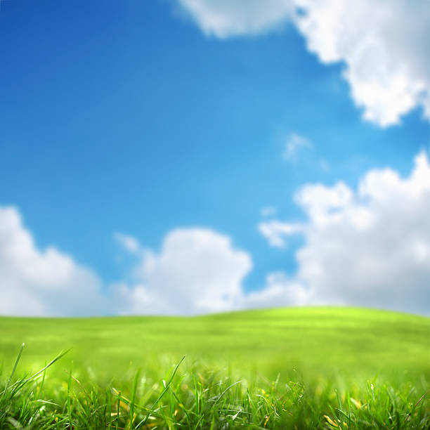 green campo - clear sky nobody blade of grass summer fotografías e imágenes de stock