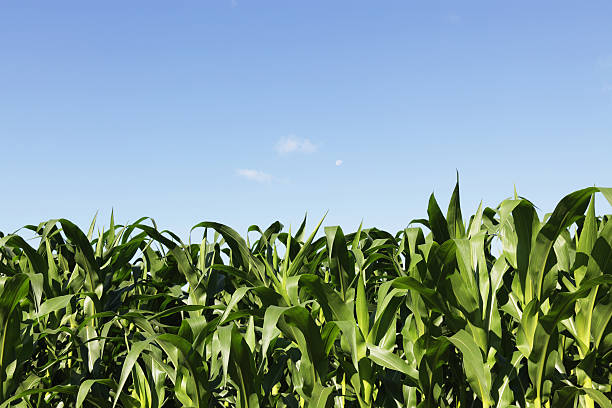 istock Ripe Green Corn Stalks Under Morning Moon Blue Sky 183235544