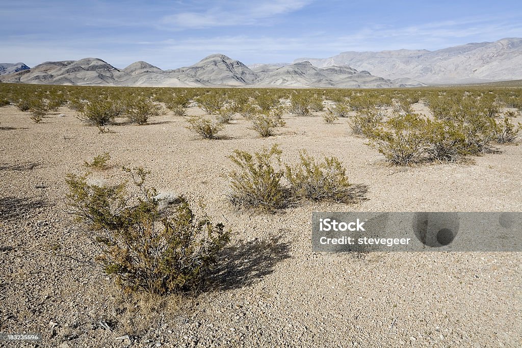 Kreosot Büschen im Death Valley - Lizenzfrei Ausgedörrt Stock-Foto