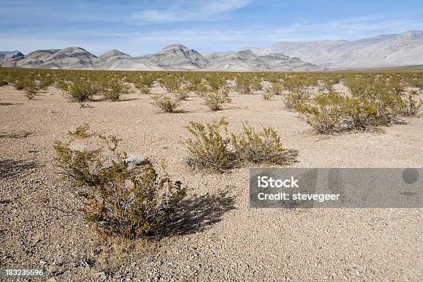 Kreosot Büschen Im Death Valley Stockfoto und mehr Bilder von Ausgedörrt - Ausgedörrt, Australisches Buschland, Badlands