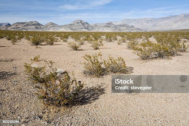 Boccole Creosote Nella Valle Della Morte - Fotografie stock e altre immagini di Ambientazione esterna - Ambientazione esterna, Area selvatica, Avvallamento