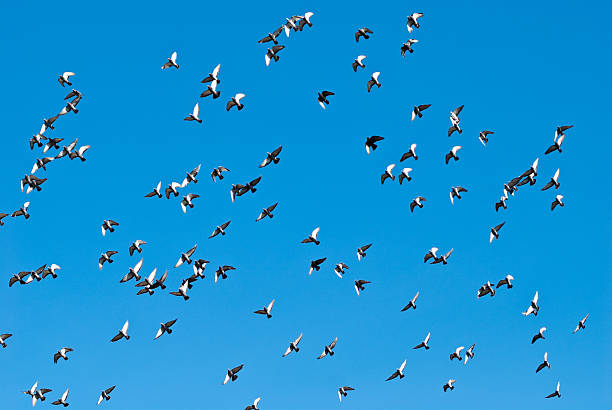 istock Flock of dove flying againts blue sky 183235805