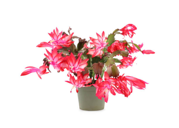 istock Christmas cactus in a flowerpot against a white background 1832358556
