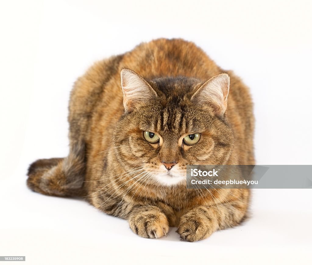 Brown striped cat on white "domestic brown cat on white, looking at camera, color image" Animal Stock Photo