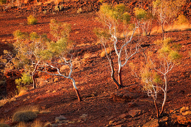 istock Eucalyptus trees in evening sunlight, Karijini National Park, Western Australia 183236136