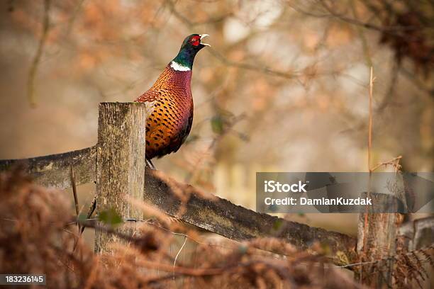 Faisán Común Foto de stock y más banco de imágenes de Aire libre - Aire libre, Animal, Animal macho