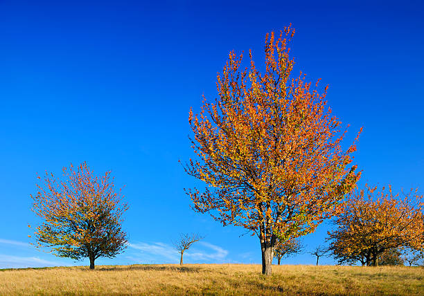 istock Autumn Landscape with Blazing Cherry Tree in Orchard 183236191