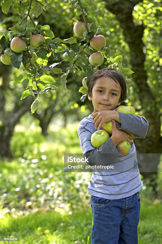 Collecte de pommes - Photo de Pomme libre de droits