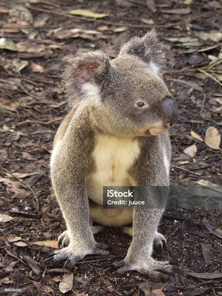 Le bush ours - Photo de Australie libre de droits