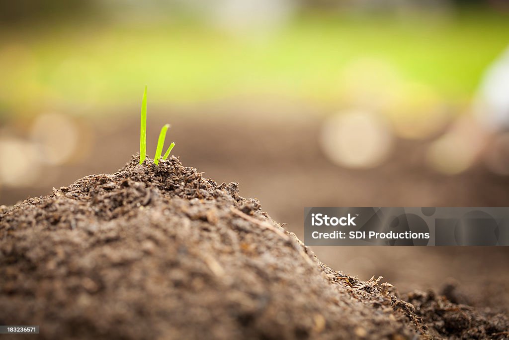 Grama crescendo em monte de terra - Foto de stock de Agricultura royalty-free