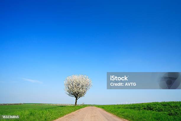 Farm Road Im Frühling Iii Stockfoto und mehr Bilder von Agrarbetrieb - Agrarbetrieb, Baum, Baumblüte