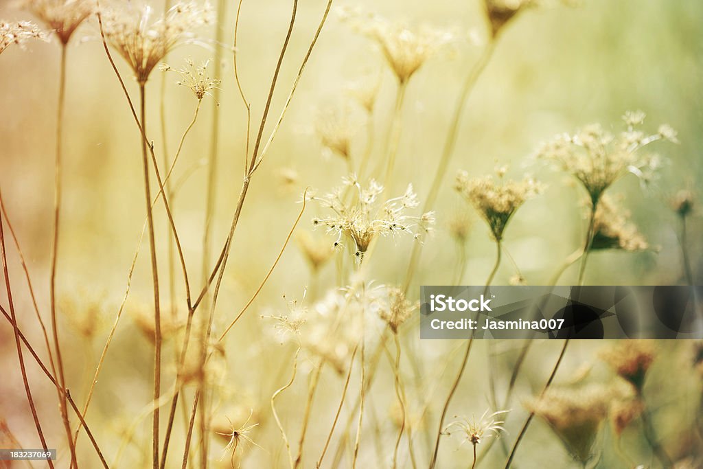 Fond d'automne - Photo de Automne libre de droits