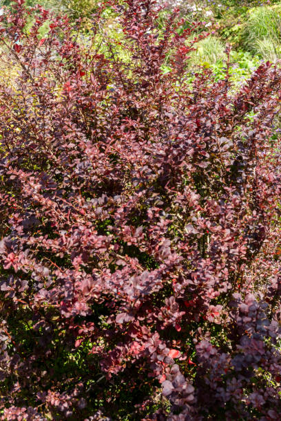 istock Berberis thunbergii f. atropurpurea ( Purple Japanese Barbary) 1832372059
