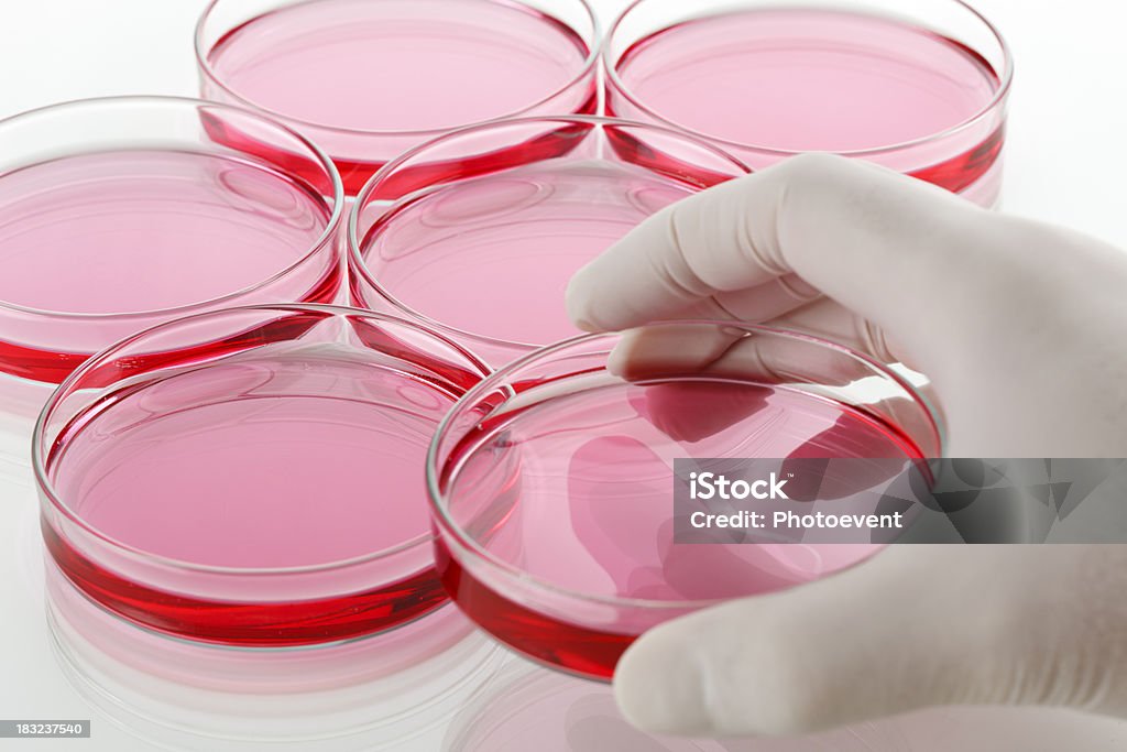 Colocando petridish - Foto de stock de Vermelho royalty-free