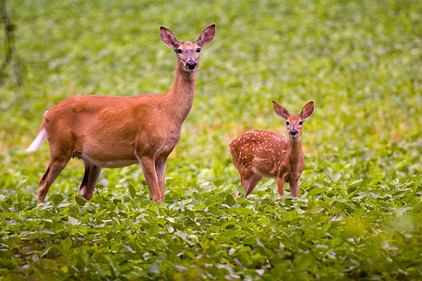 Whitetail Deer stock photo