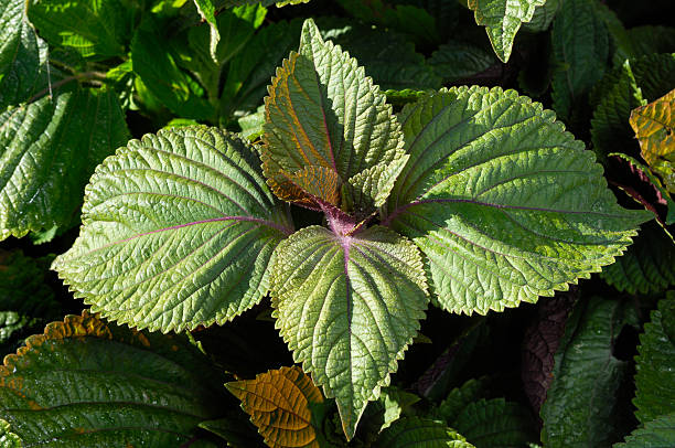 nahaufnahme der organischen perilla pflanzen wachsen auf der farm - shiso stock-fotos und bilder