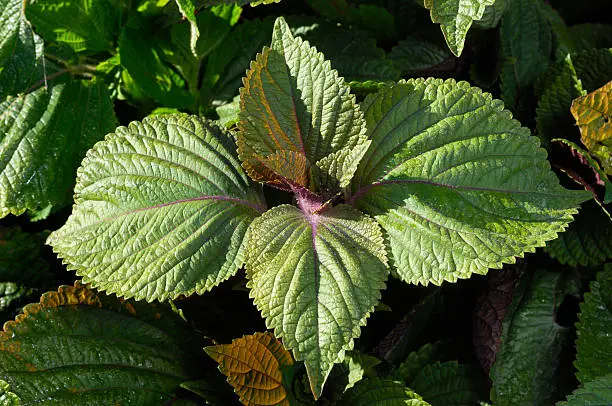 "Close-up of organic perilla plants (Japanese Basil) growing on a California coastal farm.Taken in the Santa Cruz, California, USA.Please view related images below or click on the banner lightbox links to view additional images, from related categories."