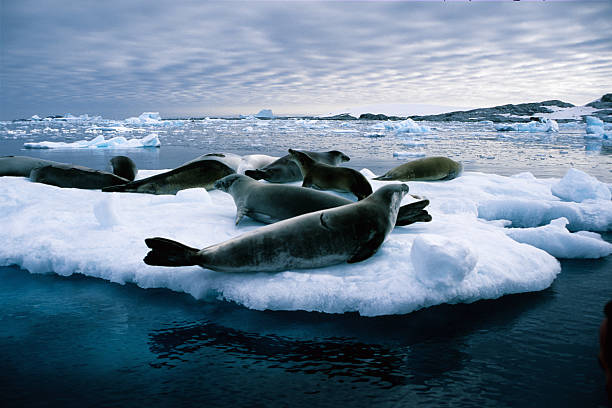 istock Close-up of leopard seals on a huge piece of ice 183237724