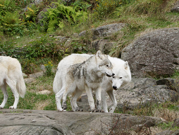 istock Adult Wolf and cub 183237861