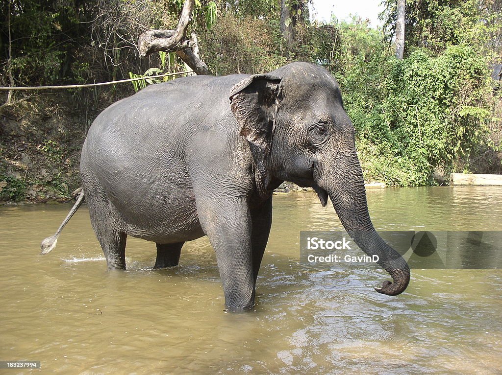 インド象 - アジア大陸のロイヤリティフリーストックフォト
