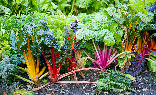 bette, plusieurs coloris - ruby red chard photos photos et images de collection