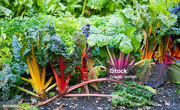 Bietola Diverse Varietà Di Colori - Fotografie stock e altre immagini di Bietola - Barbabietola - Bietola - Barbabietola, Bietola rossa, Ambientazione esterna