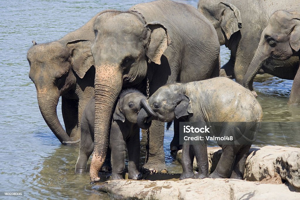 Elefante si bagna 2 - Foto stock royalty-free di Acqua
