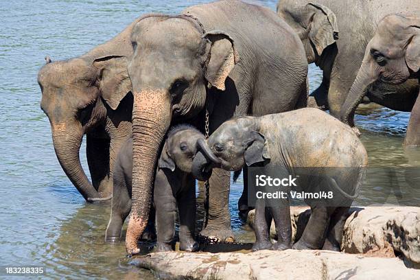 Elefante Si Bagna 2 - Fotografie stock e altre immagini di Acqua - Acqua, Animale, Asia