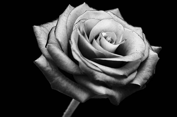 istock Black and white rose flower bud head 183238573
