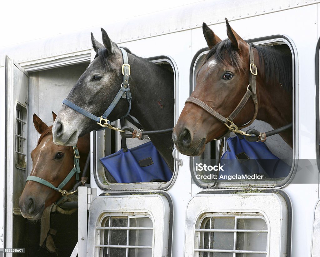 Rimorchio trasporto cavalli - Foto stock royalty-free di Cavallo - Equino