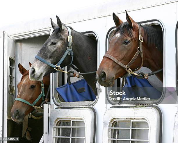 Rimorchio Trasporto Cavalli - Fotografie stock e altre immagini di Cavallo - Equino - Cavallo - Equino, Rimorchio, Acetosa